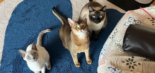 TEN | LOUIS | LEON | LEVI